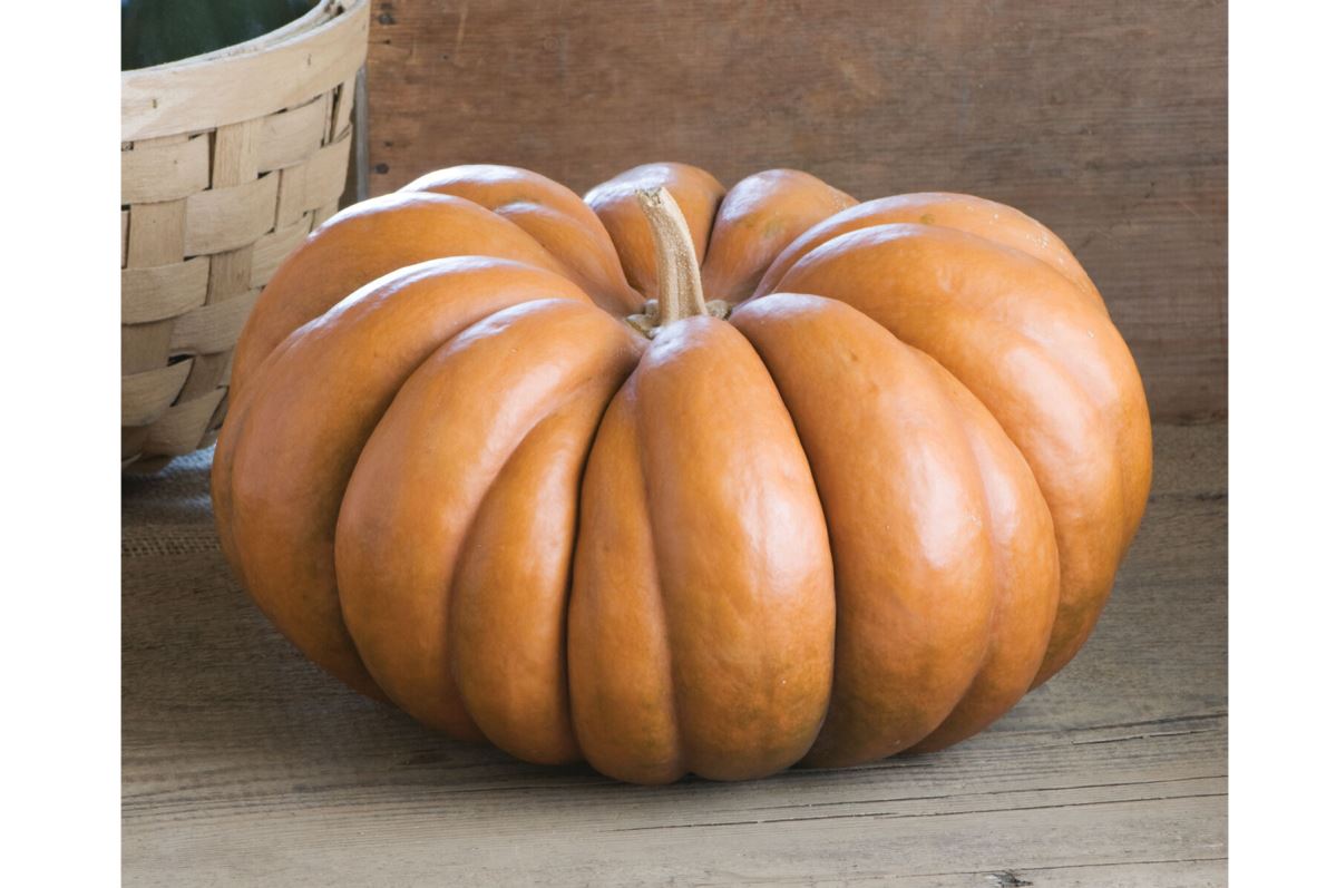 Musquee de Provence Heirloom Pumpkin Seeds